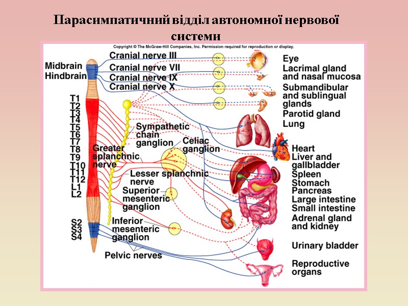 Парасимпатичний відділ автономної нервової системи